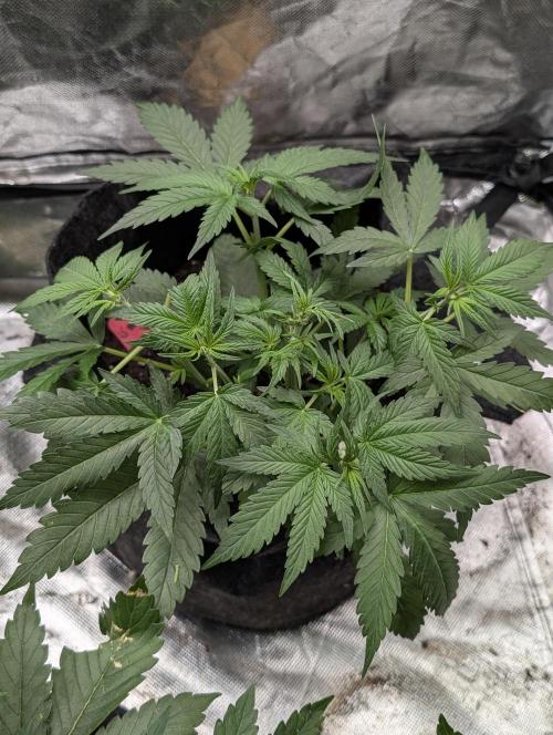 Cotton Berry Rush Auto x4. Week 5