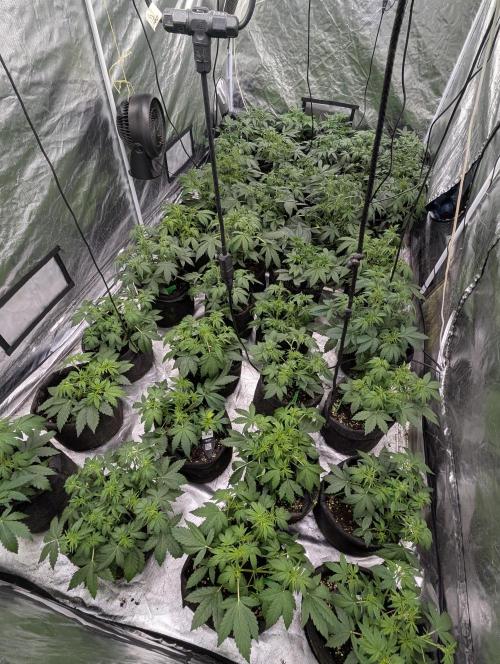 Cotton Berry Rush Auto x4. Week 5