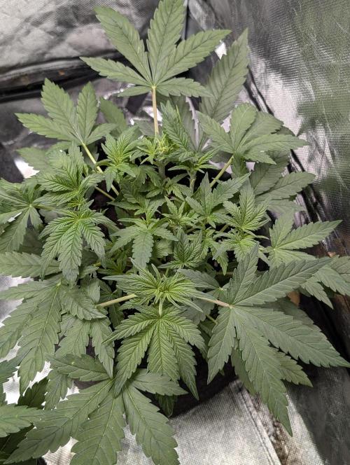 Cotton Berry Rush Auto x4. Week 5
