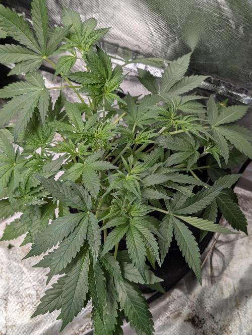 Cotton Berry Rush Auto x4. Week 5