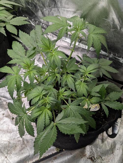Cotton Berry Rush Auto x4. Week 5