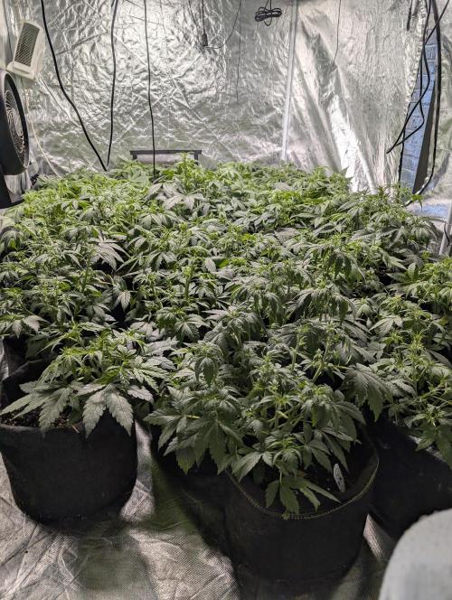Cotton Berry Rush Auto x4. Week 5