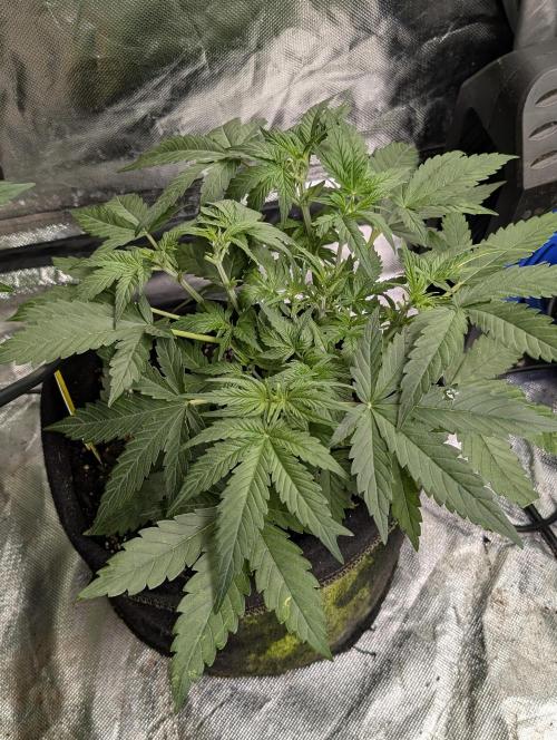 Cotton Berry Rush Auto x3. Week 5