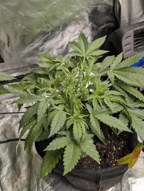 Cotton Berry Rush Auto x3. Week 5