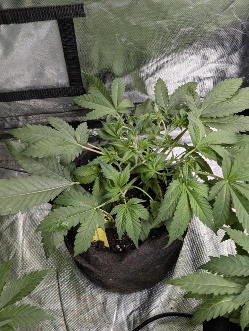 Cotton Berry Rush Auto x3. Week 5