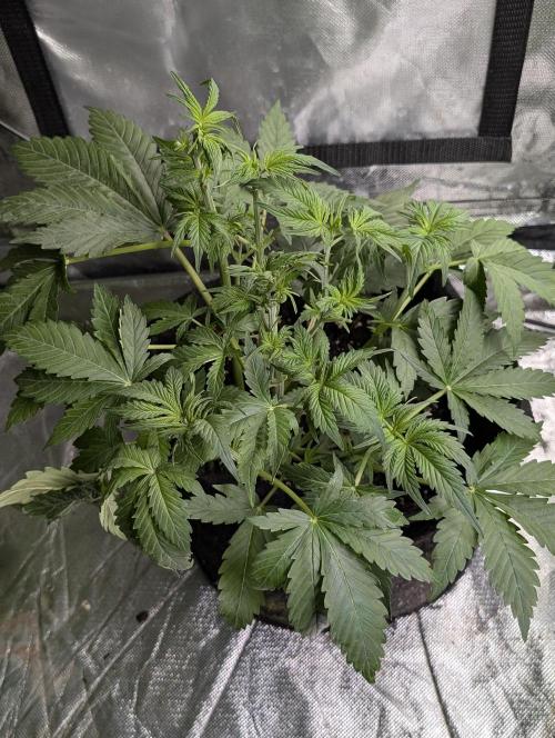 Cotton Berry Rush Auto x3. Week 5