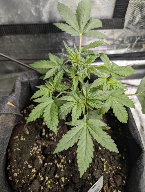 Cotton Berry Rush Auto x3. Week 5