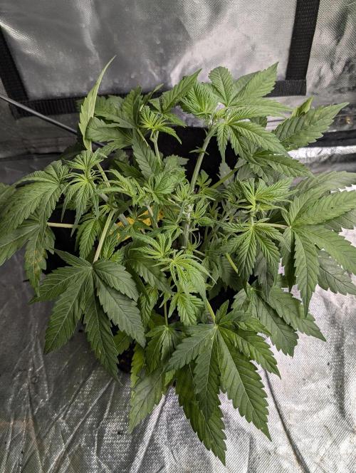 Cotton Berry Rush Auto x3. Week 5