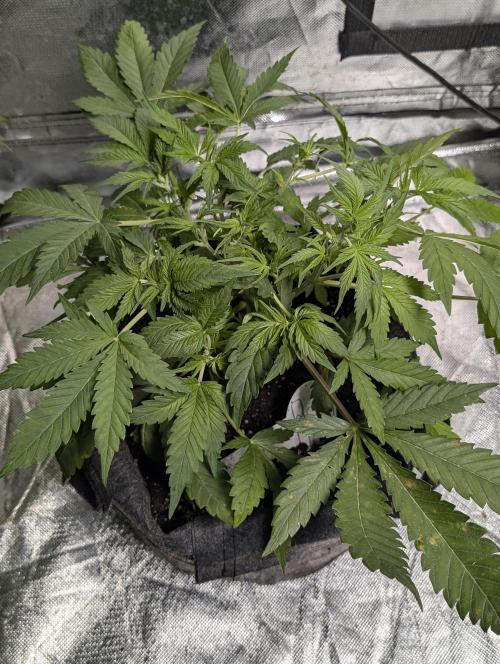 Cotton Berry Rush Auto x4. Week 5