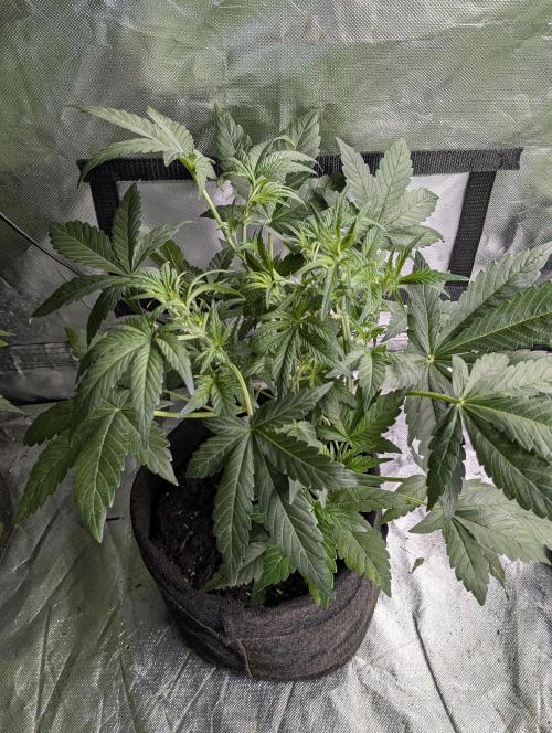Melon Mosh Auto x4. Week 5