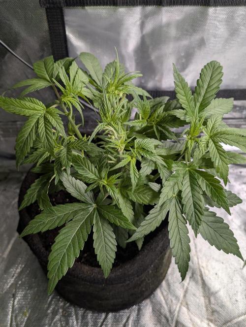 Melon Mosh Auto x4. Week 5
