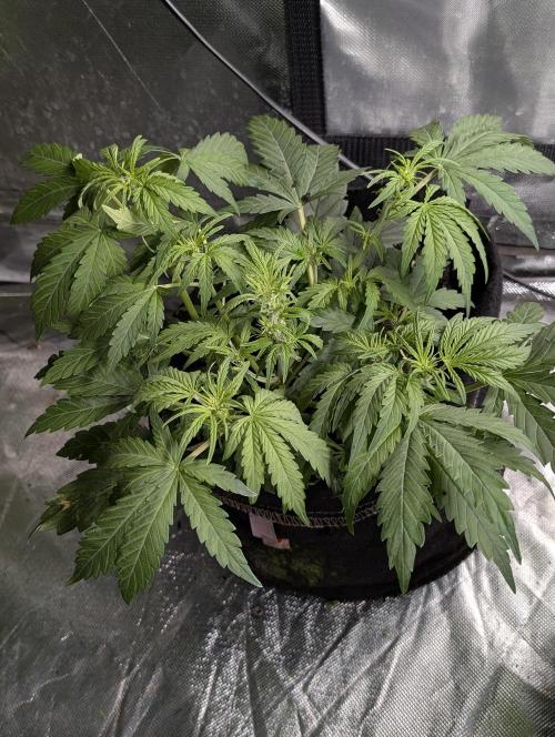 Melon Mosh Auto x4. Week 5