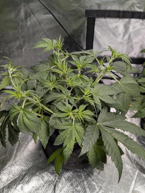 Melon Mosh Auto x4. Week 5