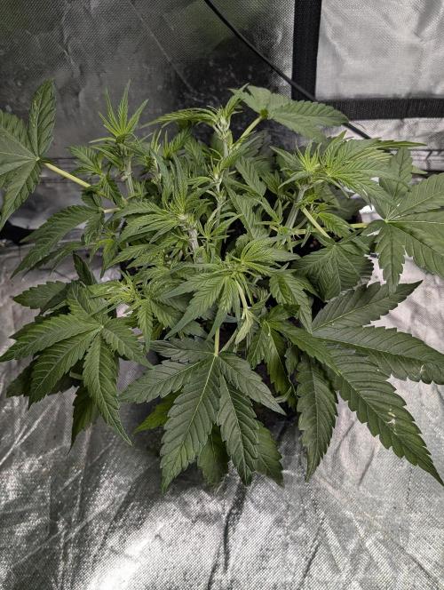 Melon Mosh Auto x4. Week 5