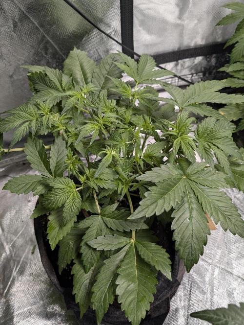 Melon Mosh Auto x4. Week 5