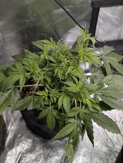 Melon Mosh Auto x4. Week 5