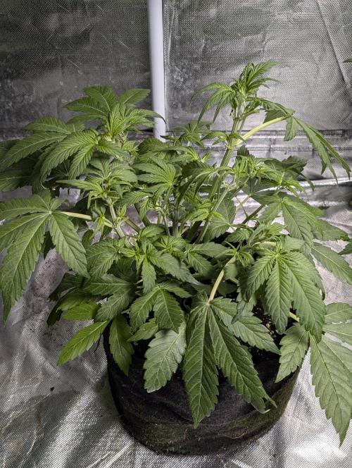 Melon Mosh Auto x3. Week 5