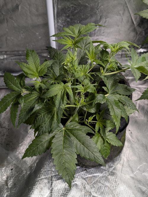 Melon Mosh Auto x3. Week 5