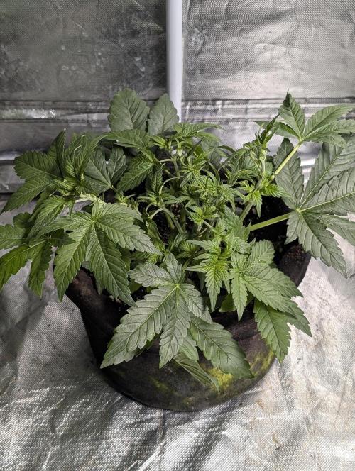 Melon Mosh Auto x3. Week 5