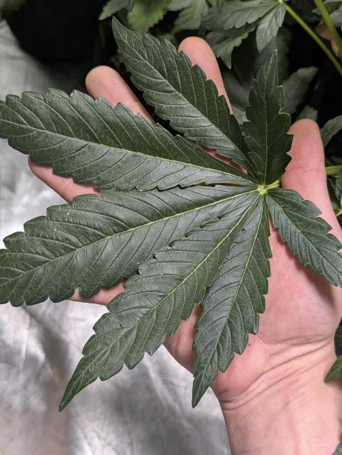 Melon Mosh Auto x3. Week 5