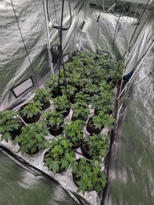 Melon Mosh Auto x3. Week 5