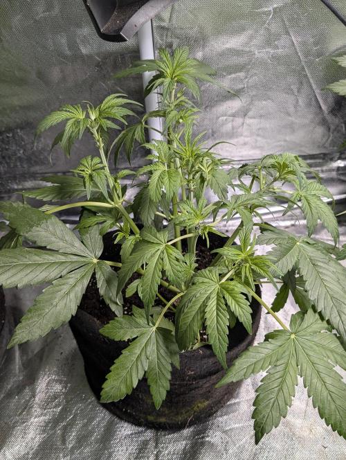 Melon Mosh Auto x3. Week 5