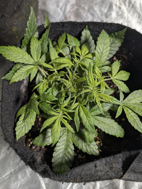 Melon Mosh Auto x3. Week 5