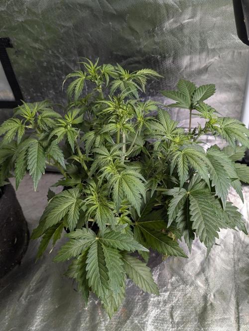 Melon Mosh Auto x3. Week 5