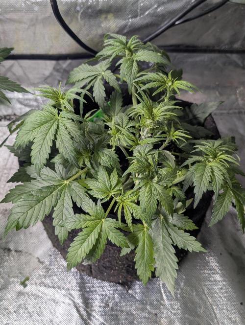 Purple Dream Auto x4. Week 5