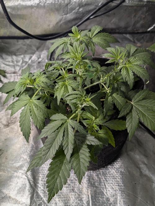 Purple Dream Auto x4. Week 5