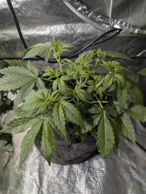 Purple Dream Auto x4. Week 5