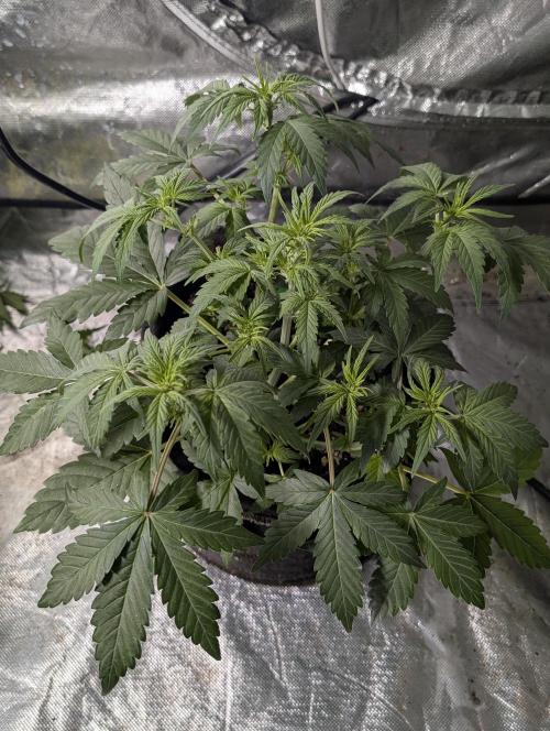 Purple Dream Auto x4. Week 5