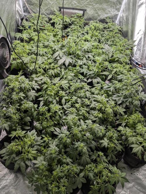 Purple Dream Auto x4. Week 5