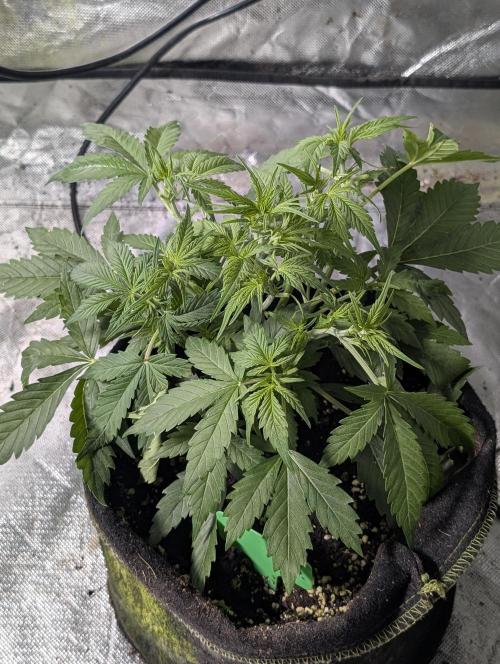 Purple Dream Auto x3. Week 5