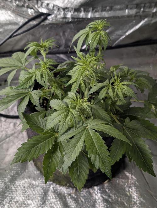 Purple Dream Auto x3. Week 5