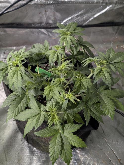 Purple Dream Auto x3. Week 5