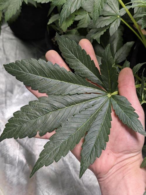 Purple Dream Auto x3. Week 5
