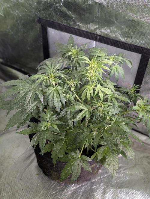 Purple Dream Auto x4. Week 6 - N1
