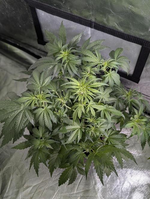Purple Dream Auto x4. Week 6