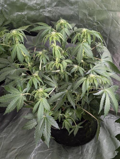 Purple Dream Auto x4. Week 6 - N2