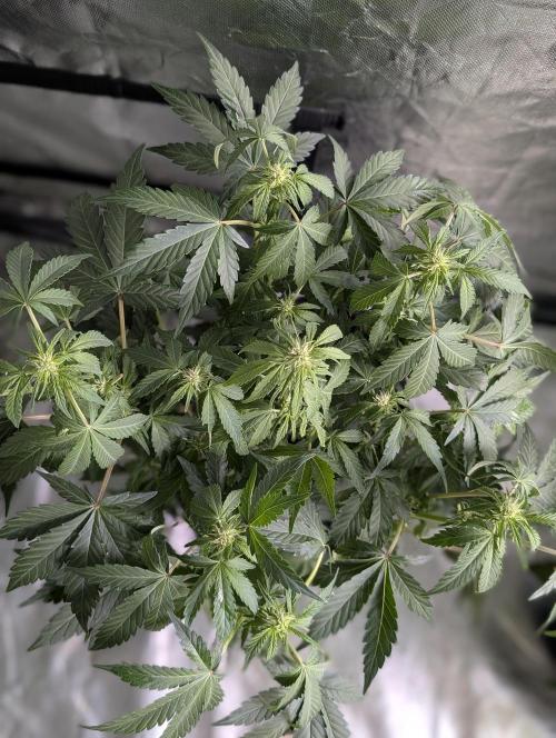 Purple Dream Auto x4. Week 6