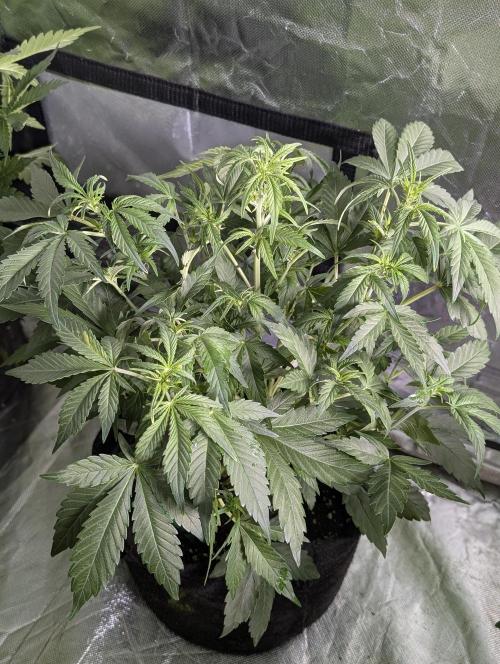 Purple Dream Auto x4. Week 6 - N3