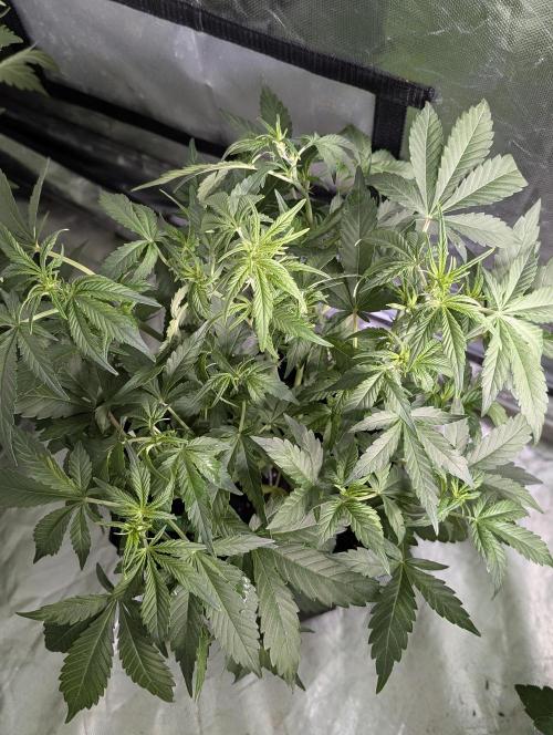 Purple Dream Auto x4. Week 6