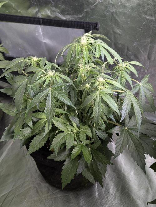 Purple Dream Auto x4. Week 6 - N4