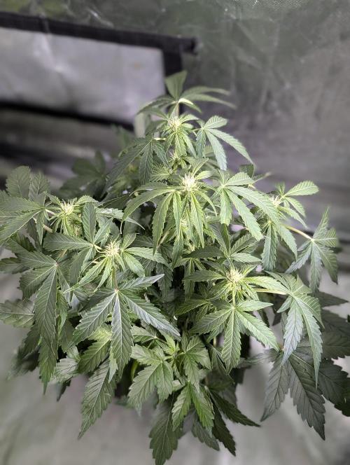 Purple Dream Auto x4. Week 6