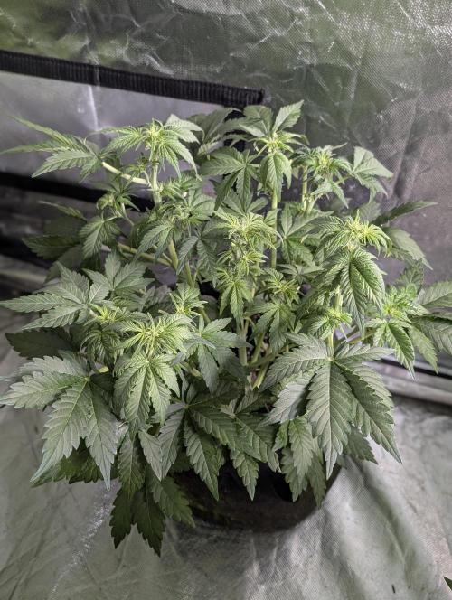 Purple Dream Auto x3. Week 6 - N1