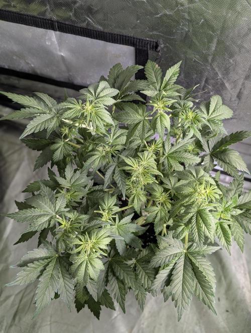 Purple Dream Auto x3. Week 6