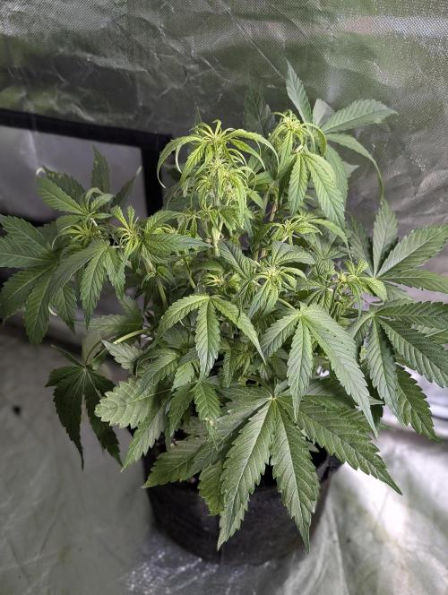 Purple Dream Auto x3. Week 6 - N2