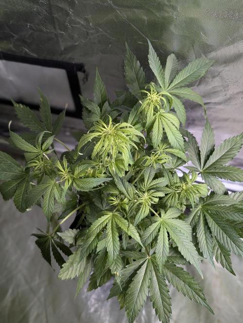 Purple Dream Auto x3. Week 6