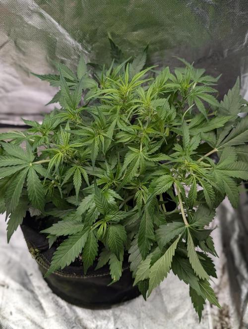 Purple Dream Auto x3. Week 6 - N3